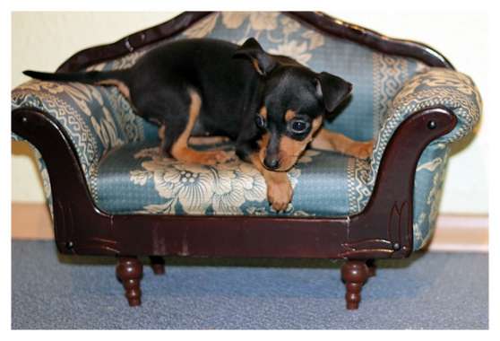 Annonce occasion, vente ou achat 'chiot type pinscher nain non lof'