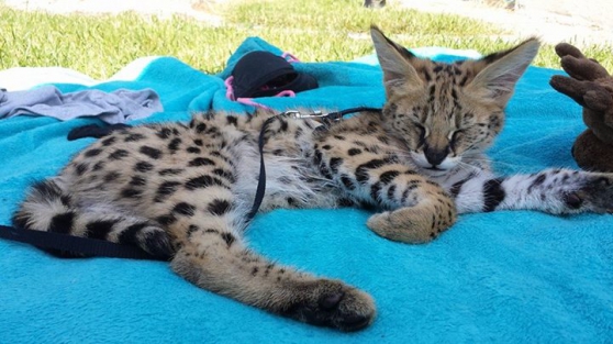 Des Chatons Savannah F1 Et Serval Cara Marche Fr