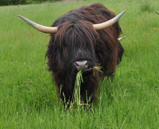 Annonce occasion, vente ou achat 'Highlands vache noire, vache rousse'