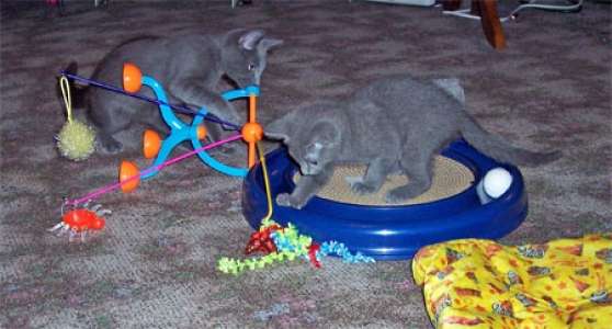 Annonce occasion, vente ou achat 'Sant russes chatons bleu'