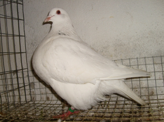 Annonce occasion, vente ou achat 'vends pigeons \