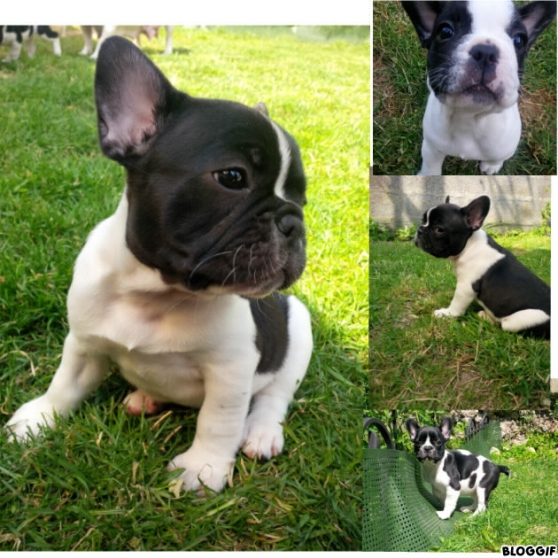 Bebe Type Bouledogue Francais Femelle Marche Fr