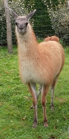 Jeune lama mâle sevré