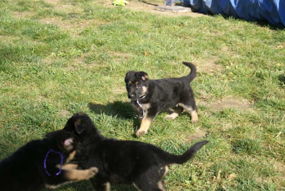 Superbes chiots type Berge all à adopter