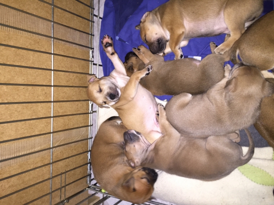 Chiots boxer croisee malinois