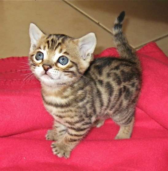 Annonce occasion, vente ou achat 'chaton femelle bengal'