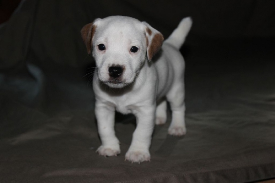 Annonce occasion, vente ou achat 'Jack Russell Terrier a donner'
