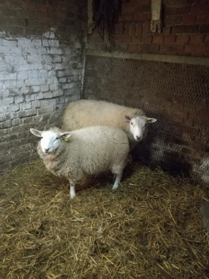 Annonce occasion, vente ou achat 'moutons'