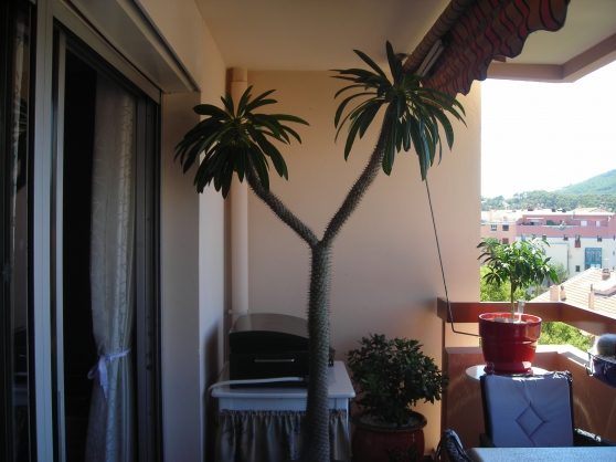 Annonce occasion, vente ou achat 'palmier de madagascar'