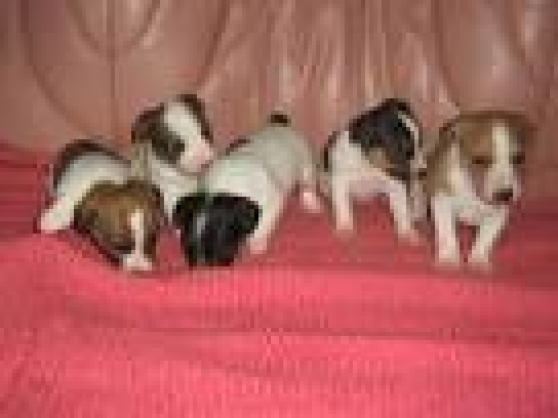 4 chiots type Jack Russel