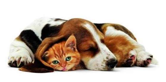 Annonce occasion, vente ou achat 'Visite  domicile pour animaux'