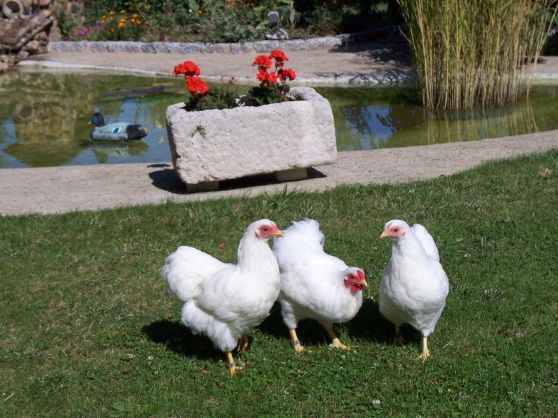 poules naine wyandotte blanche