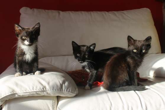 Annonce occasion, vente ou achat 'Chatons'