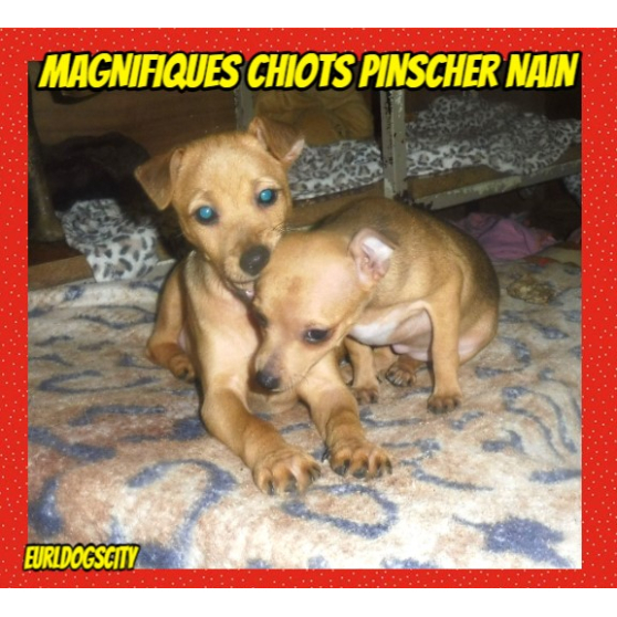 Annonce occasion, vente ou achat 'ADORABLES Chiots PINSCHER NAIN'