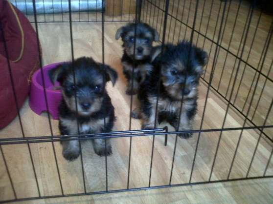 Annonce occasion, vente ou achat 'CHIOTS TYPE YORKSHIRE'