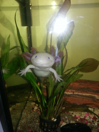Annonce occasion, vente ou achat 'axolotl'