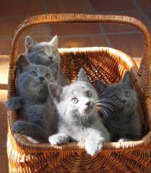 Annonce occasion, vente ou achat 'Magnifiques chatons chartreux'