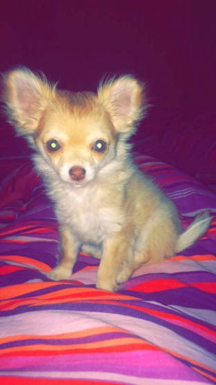 Annonce occasion, vente ou achat 'jolie bb chihuahua'