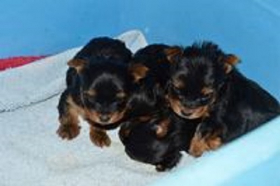 Annonce occasion, vente ou achat 'chiots type yorkshire a reserver'