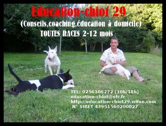 Education canine à domicile