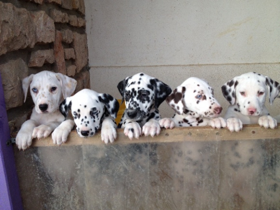 5 adorables Chiots Dalmatiens dispo