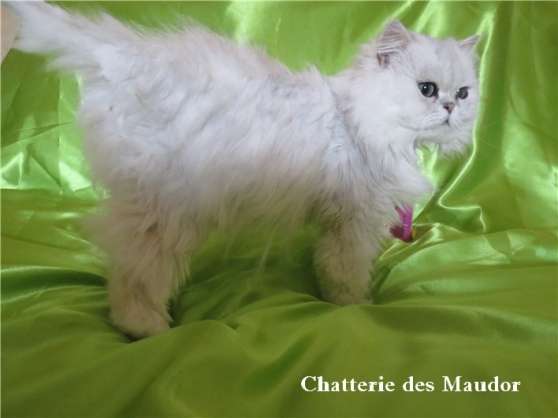 Male Persan Chinchilla Loof Pour Saillie Marche Fr