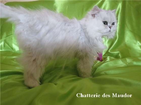 Male Persan Chinchilla Loof Pour Saillie Marche Fr