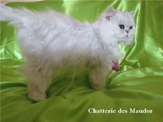 Male Persan Chinchilla Loof Pour Saillie Marche Fr Male Persan Chinchilla Loof Pour Saillie Marche Fr