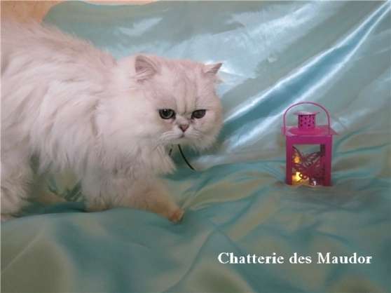 Male Persan Chinchilla Loof Pour Saillie Marche Fr