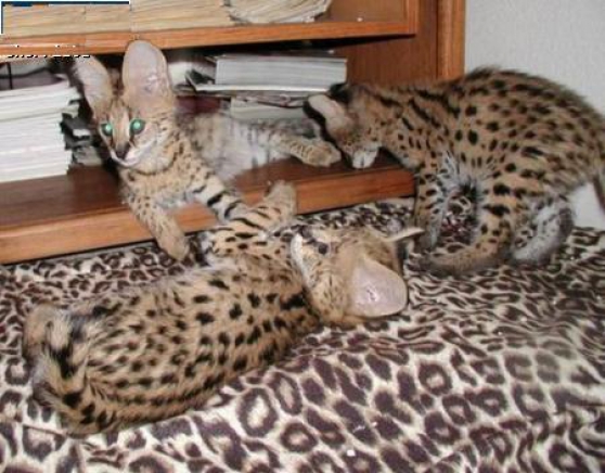 chats serval africain - Photo 1
