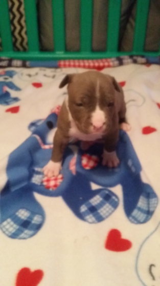 8 chiots American staffordshire terrier