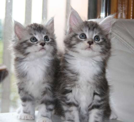 Annonce occasion, vente ou achat 'chatons type maine coon femelles'