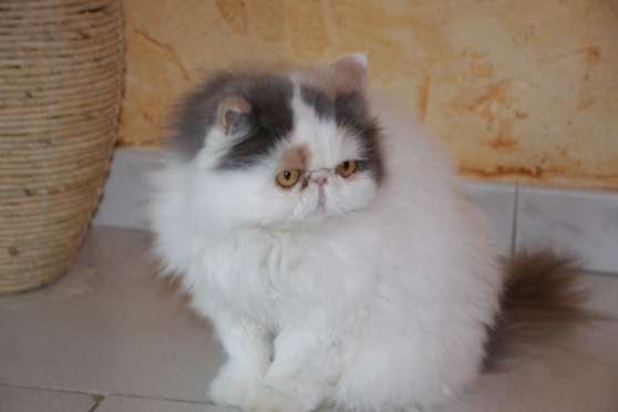 Chaton Persan Blanc Aux Yeux Bleus Marche Fr Chaton Persan Blanc Aux Yeux Bleus Marche Fr