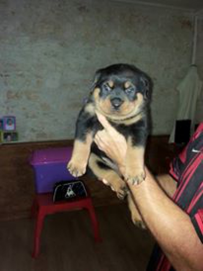 Annonce occasion, vente ou achat 'chiots rottweiler'
