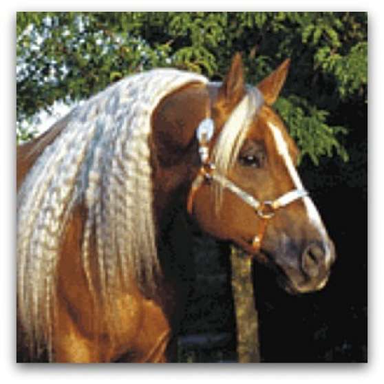 Annonce occasion, vente ou achat 'saillie talon quarter horse palomino'