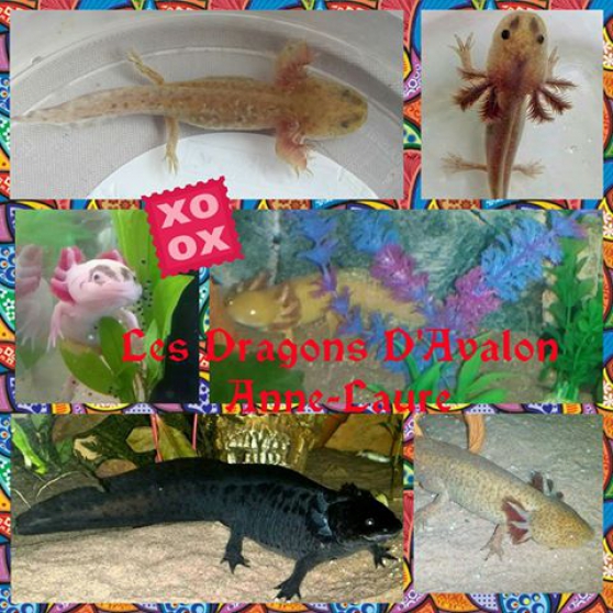 Annonce occasion, vente ou achat 'les bbs axolotls ambystoma mexicanum'