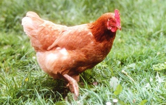 Annonce occasion, vente ou achat 'poulets levs au grain en libert'