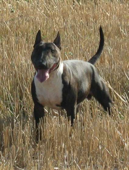 Annonce occasion, vente ou achat 'a reserver bull terrier'