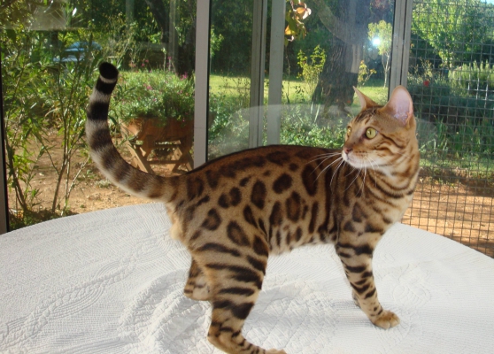 Annonce occasion, vente ou achat 'A adopter male bengal adulte castr'