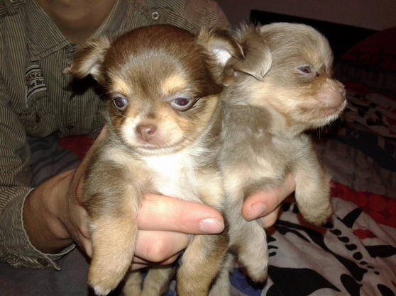 Chihuahua dispo née le 25 octobre