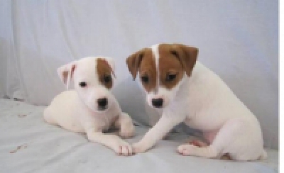 Annonce occasion, vente ou achat 'CHIOTS JACK RUSSELL NON LOF'