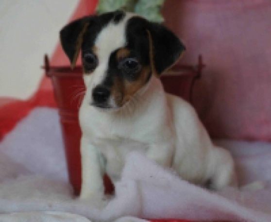 ADORABLES CHIOTS JACK RUSSELL