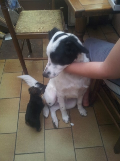 chiot x epagneul 5 mois et demi