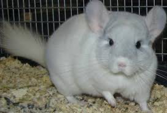 7 Bebe Chinchilla De 3 Mois A Vendre Marche Fr