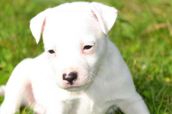 Recherchez vente ou occasion - Animaux annonce gratuite sur Marche.fr