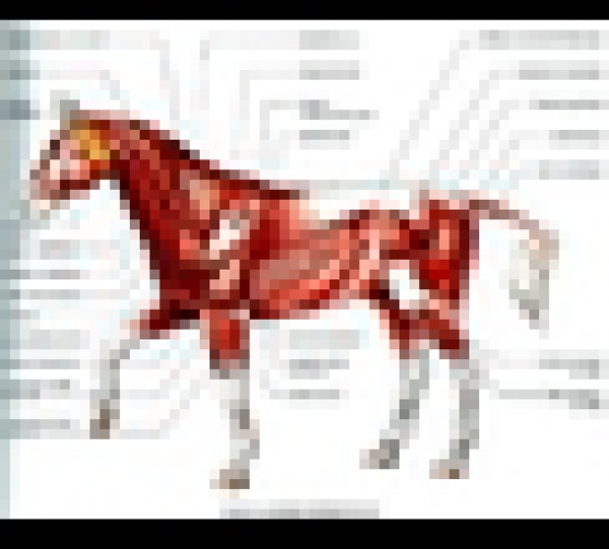 Annonce occasion, vente ou achat 'ostophatie pour chevaux'