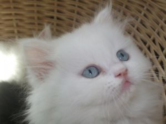 Annonce occasion, vente ou achat 'Magnifiques chatons Persan'