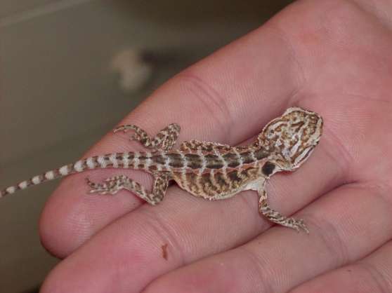 Vend Bebe Pogona Marche Fr