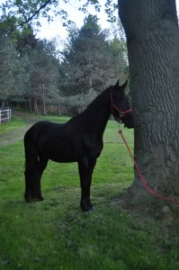 Cheval Frison Noir Male Disponible