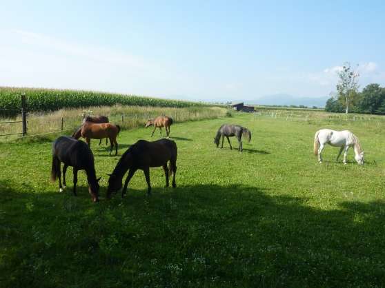 Annonce occasion, vente ou achat 'pension pr cheval/grd poney'